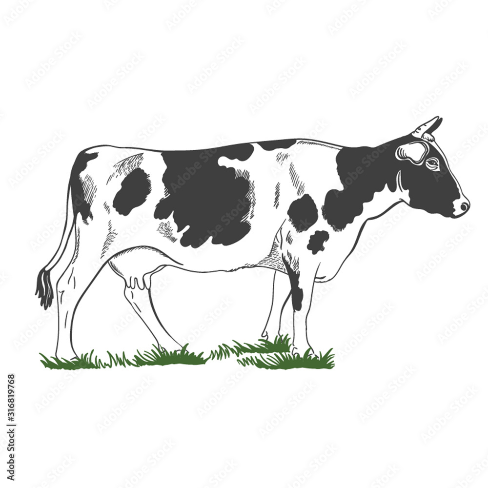 Silhouette, figure of a cow with horns standing in the green grass - farming emblem, logo design, illustration. Monochrome Illustration Silhouette, figure of a cow with horns standing in the green grass - farming emblem, logo design, illustration. Monochrome Illustration
