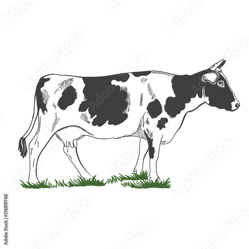 Silhouette, figure of a cow with horns standing in the green grass - farming emblem, logo design, illustration. Monochrome Illustration