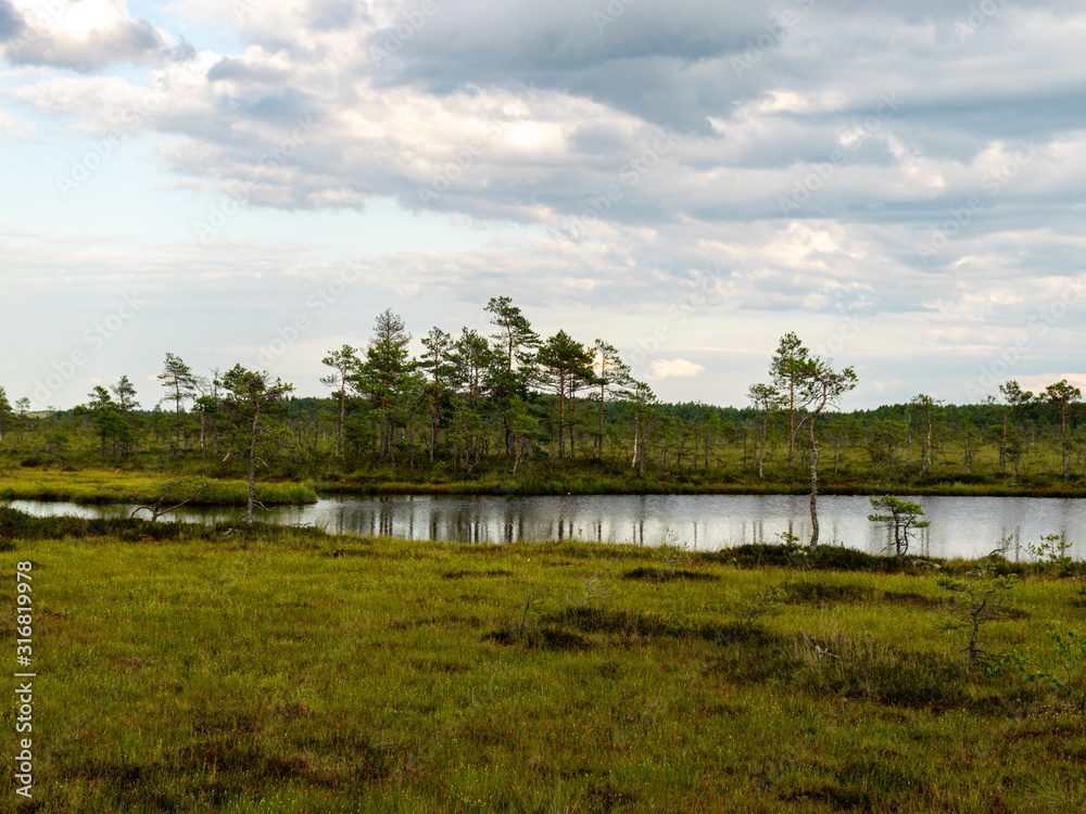 beautiful bog landscape on a sunny summer day