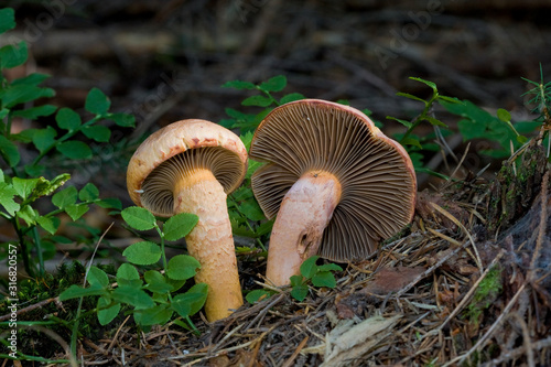 Mushroom (Chroogomphus helveticus) close up.
