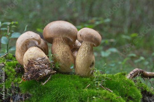 Tylopilus felleus - inedible mushroom. Fungus in the natural environment. English: bitter bolete, bitter tylopilus.