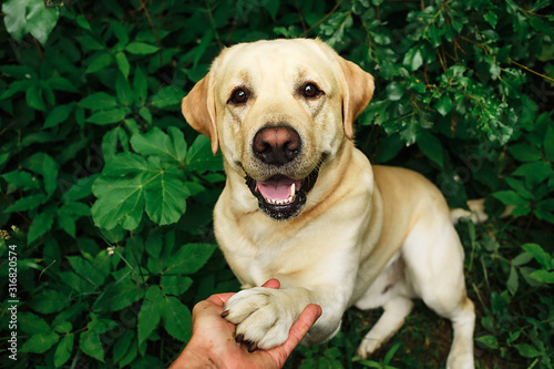 Dog paw and human hand doing a handshake