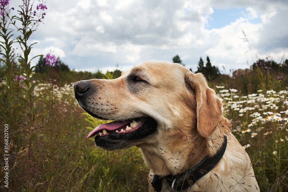Happy big dog having relax on green meadow at nature Happy big dog having relax on green meadow at nature