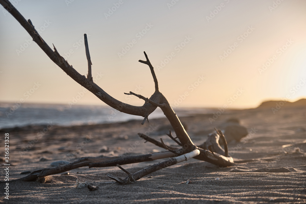 tree branch on a deserted beach at sunset tree branch on a deserted beach at sunset