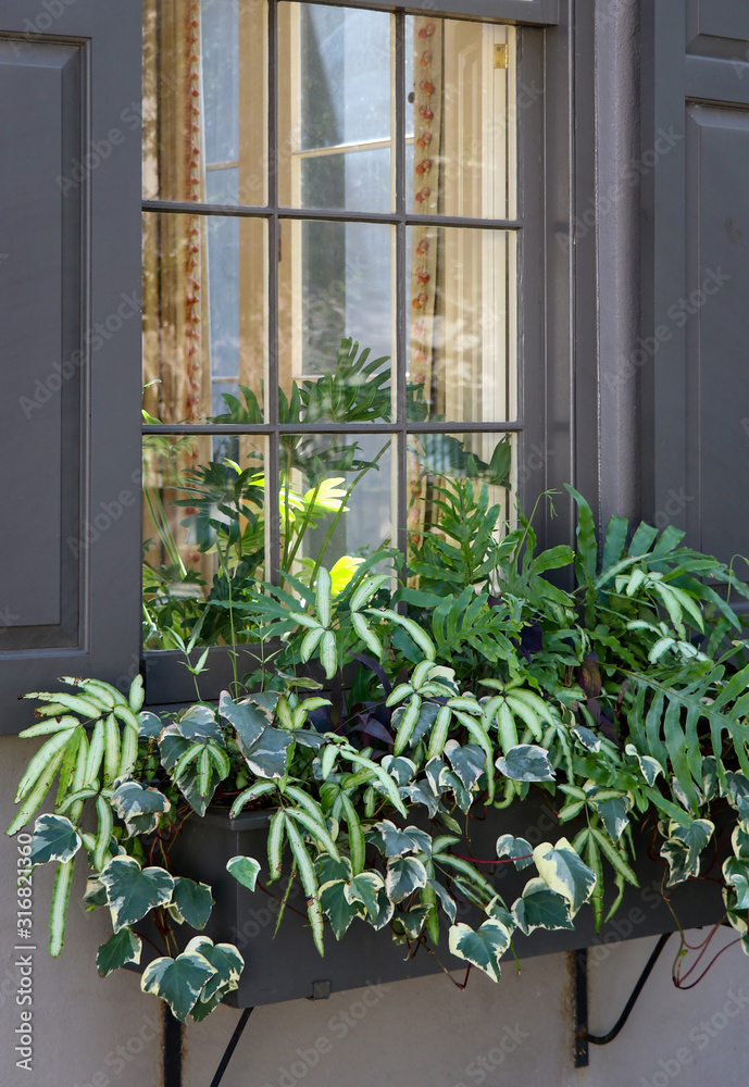 Ferns and ivy in inviting shades of green spill out of a wooden flower box under an old glass window on a historic home. Ferns and ivy in inviting shades of green spill out of a wooden flower box under an old glass window on a historic home.