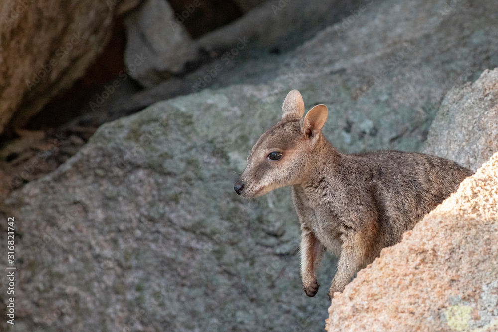 Adorable Rock Wallaby in the setting sun on Geoffrey Bay Magnetic Island, Queensland Australia. Adorable Rock Wallaby in the setting sun on Geoffrey Bay Magnetic Island, Queensland Australia.