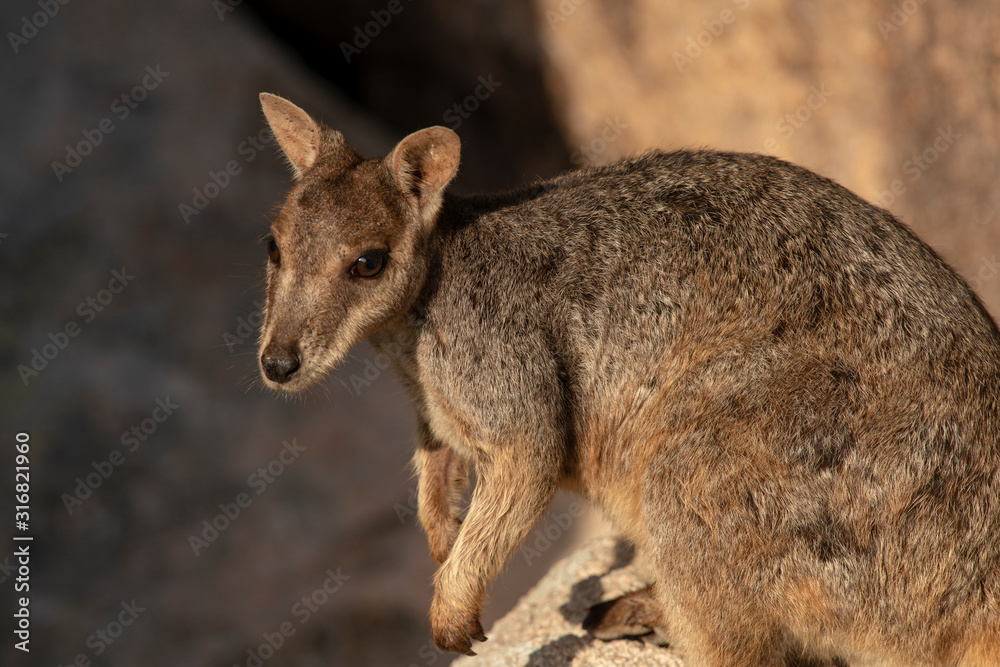Adorable Rock Wallaby in the setting sun on Geoffrey Bay Magnetic Island, Queensland Australia.