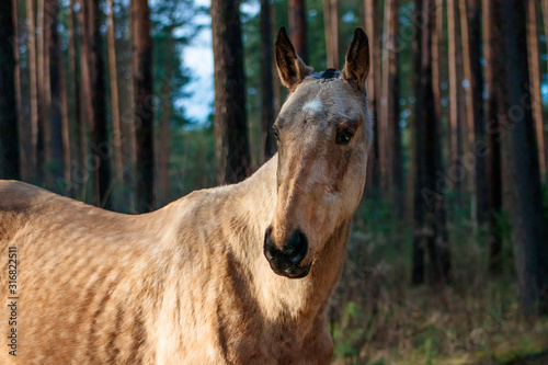 Buckskin akhal teke breed mare looking sideways standing in the pine forest in warm winter. Animal portrait.