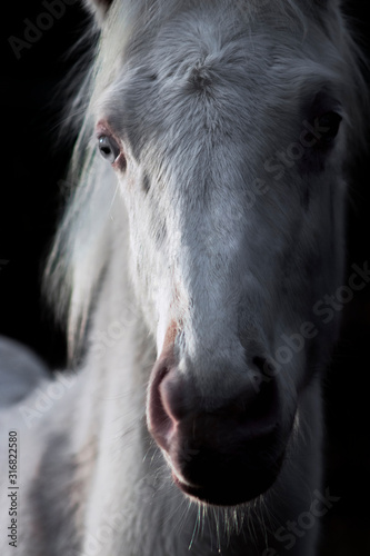 Young cremello akhal teke breed foal with blue eyes on black background in the shadow. Animal close up portrait.