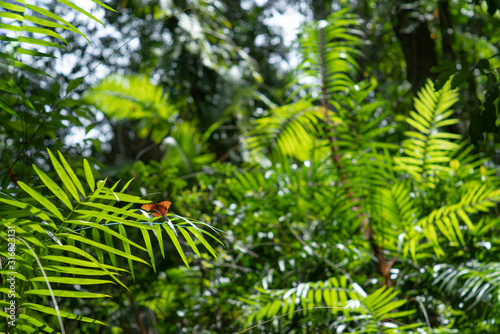 Tropical Rainforest Cruiser Butterfly  Vindula arsinoe  on bright fern plant in Mossman Gorge   part of the Daintree Rainforest National Park  Queensland Australia.