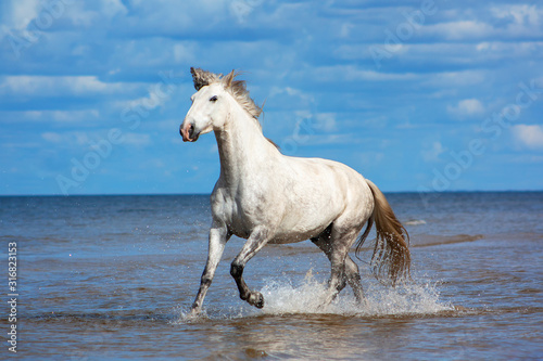 White andalusian breed horse runs in the sea in water in sunny summer day. Animal portrait in motion.