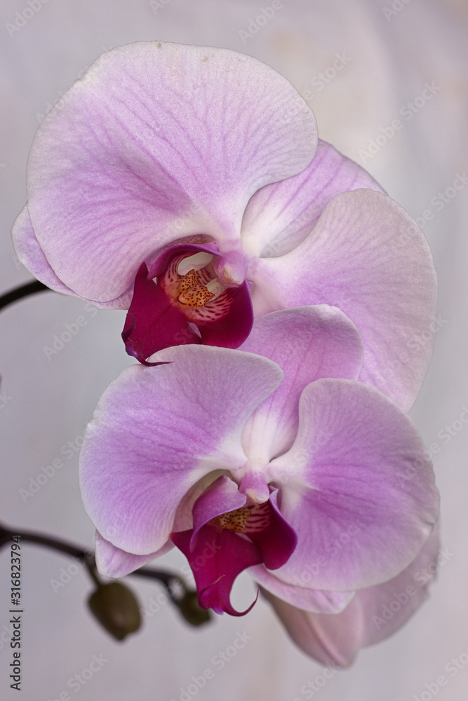 Beautiful blooming pink and white orchid spa Beautiful blooming pink and white orchid spa