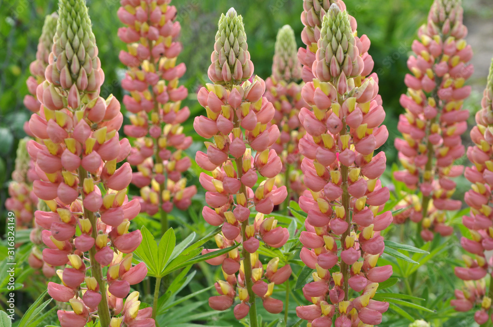 Lupine blooms in the spring garden Lupine blooms in the spring garden
