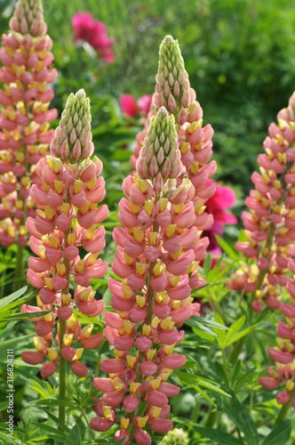 Lupine blooms in the spring garden