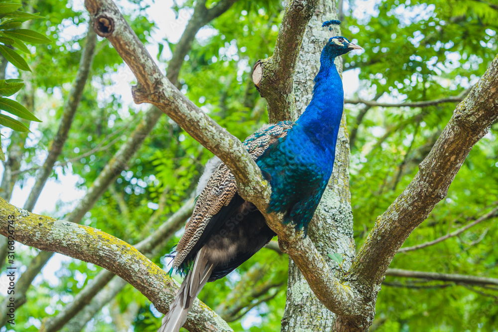 Fototapeta premium a blue peacock on the tree in a park