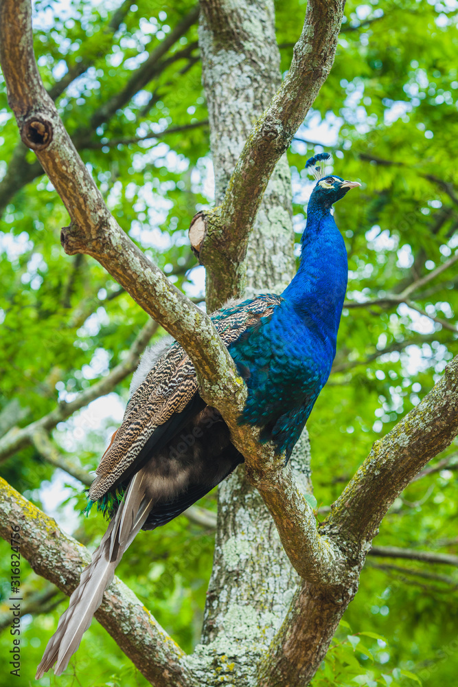 Fototapeta premium peacock on branch