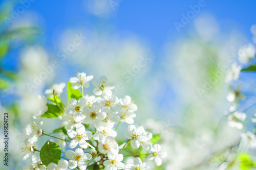 spring flowering tree. a tree in white colors and a mood of renewal and awakening.