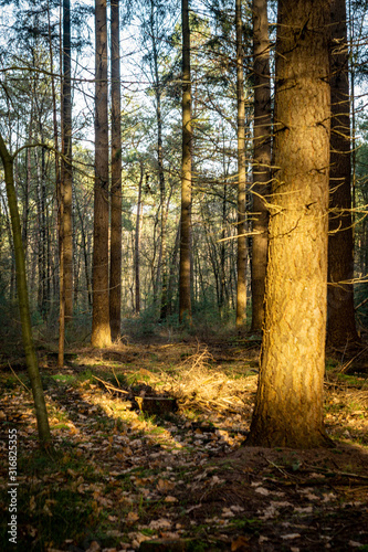 Dutch woodland in winter sun