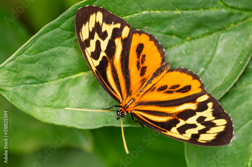 Harmonia tiger - Tithorea harmonia, beautiful colored brushfoot butterfly from Central and South American meadows, Ecuador. photo