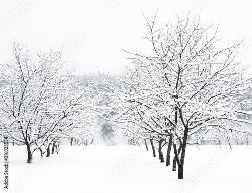 Wallpaper Mural Trees in the snow. Winter landscape. Torontodigital.ca