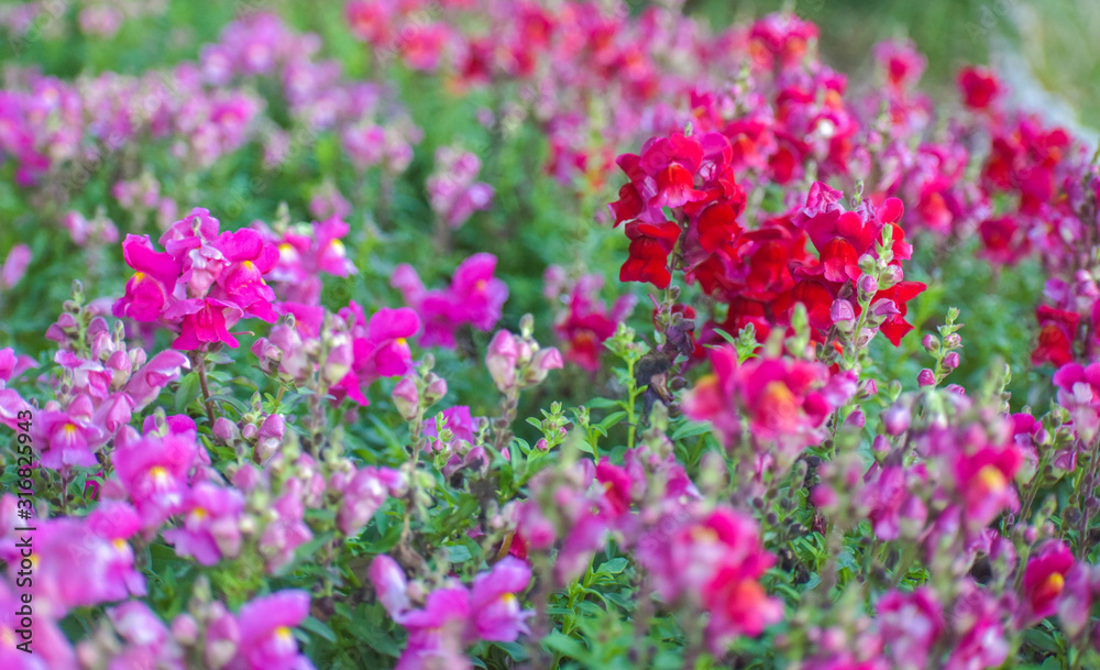 Garden Flowers