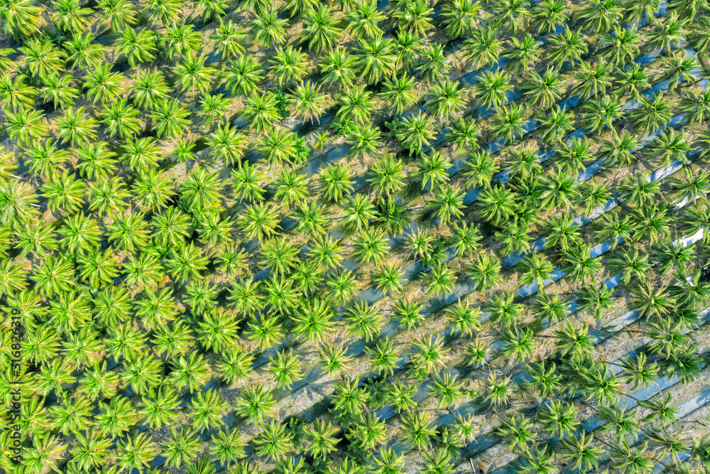 Aerial view of Coconut palm trees plantation. Aerial view of Coconut palm trees plantation.