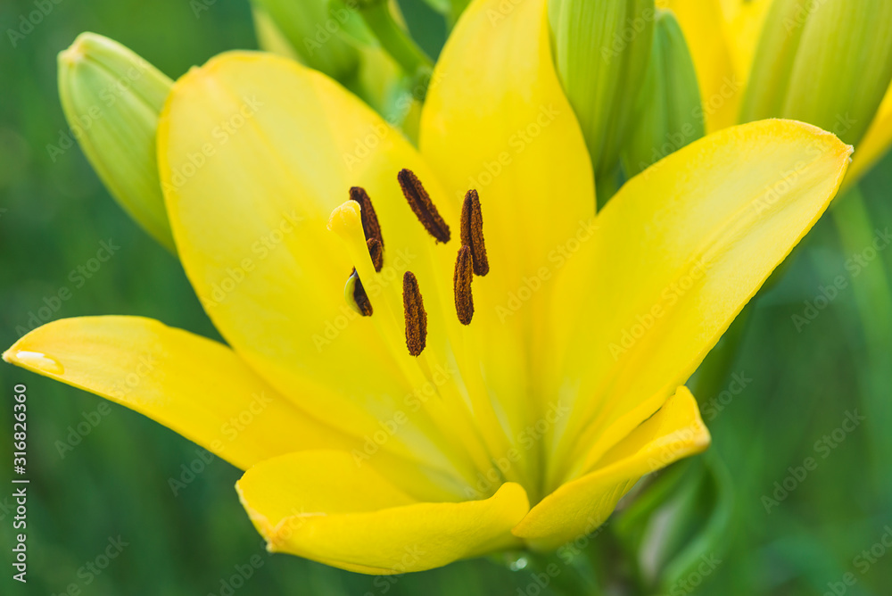 Beautiful yellow lily close up Beautiful yellow lily close up