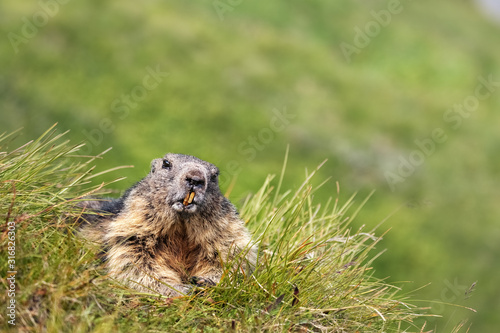 Alpine Marmots (Marmota marmota) on a Mountain Meadow near Kaiser-Franz-Josefs-Höhe, Grossglockner, Austria
