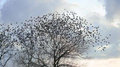 Birds that all start together from a tree. Probably the synchronized departure is due to a fear of the flock.