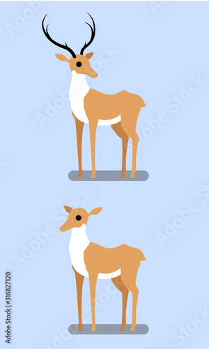 Deer