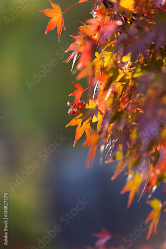 Fall Tree