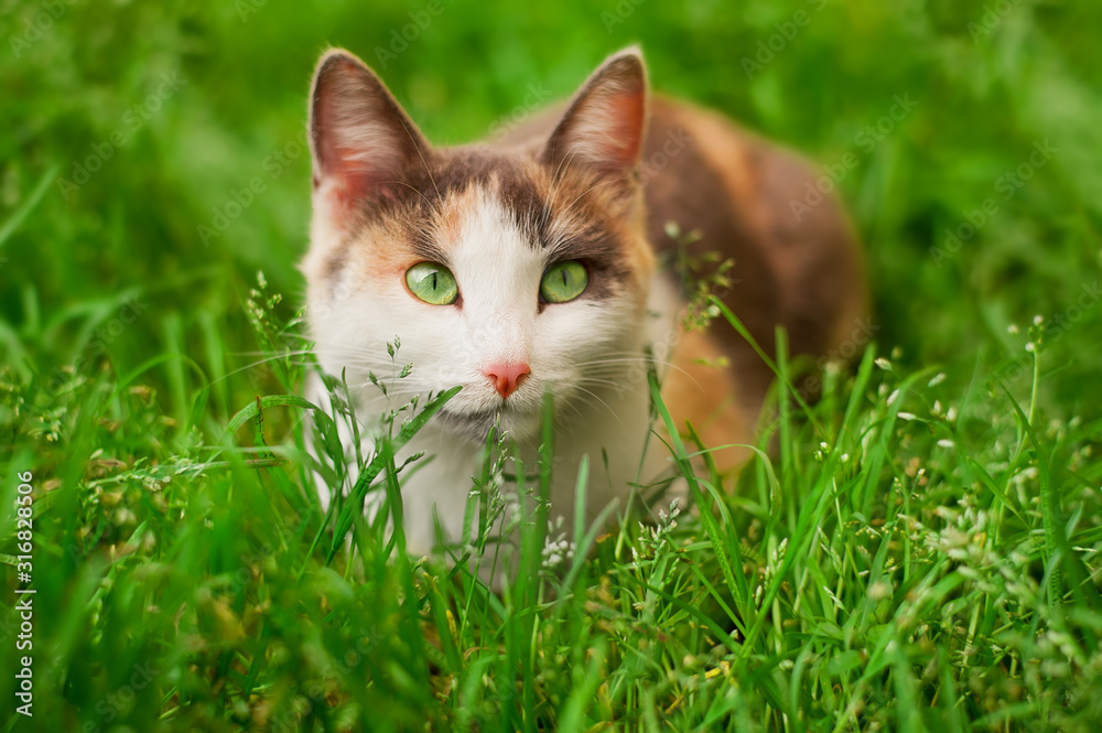 White cat with brown spots and greens eyes lies on the grass.