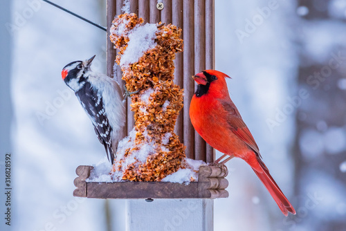 Photography Woodpecker and cardinal birds sitting on bird feeder together