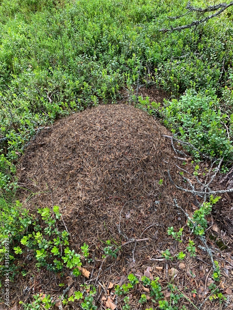 Ant hill Ant hill