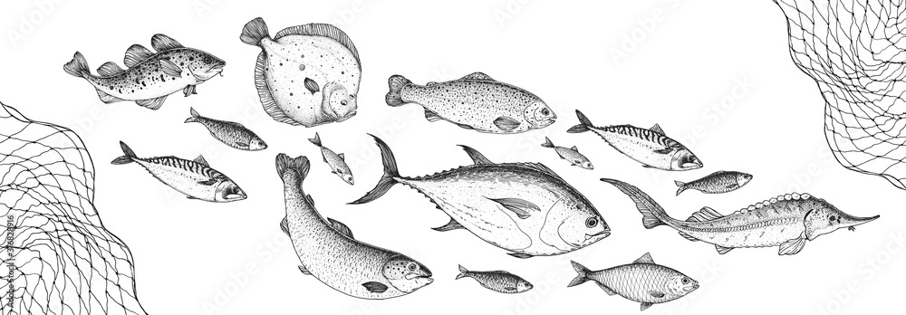 Fish sketch collection. Hand drawn vector illustration. School of fish vector illustration. Food menu illustration. Hand drawn fish set. Engraved style. Sea and river fish
