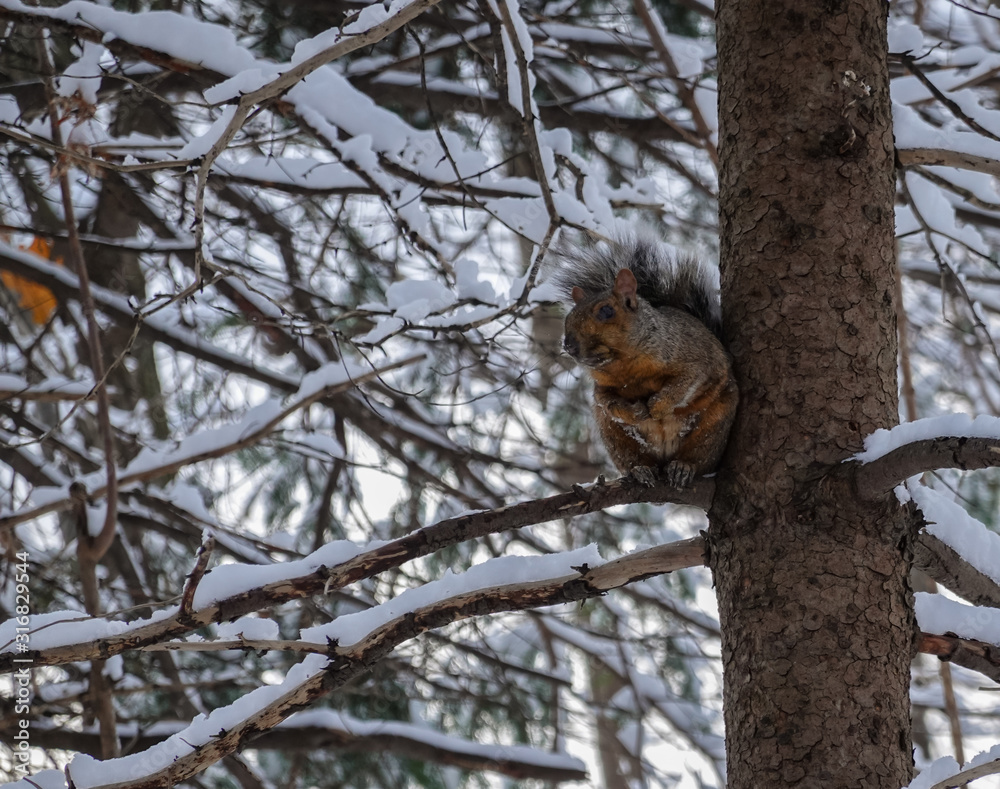 eastern gray squirrel looking sideways on a tree full of snow during winter 2019 2020 eastern gray squirrel looking sideways on a tree full of snow during winter 2019 2020