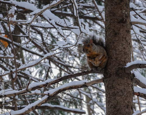 eastern gray squirrel looking sideways on a tree full of snow during winter 2019 2020 