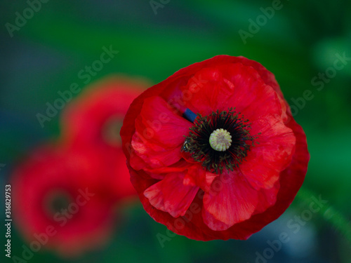  red poppy flower