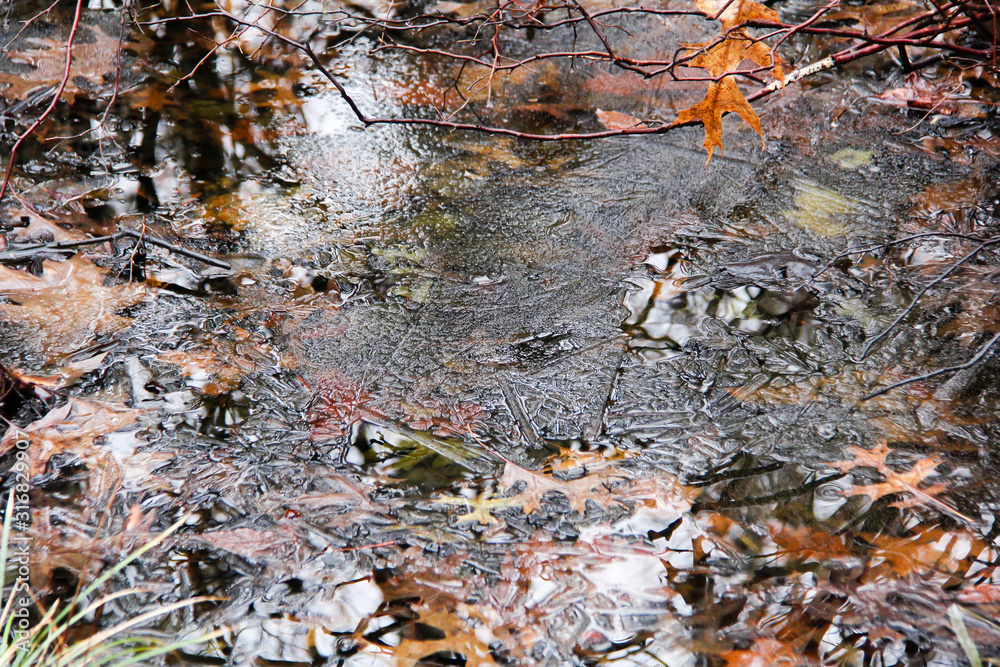 Ice over the Great Swamp in Basking Ridge New Jersey in winter. Ice over the Great Swamp in Basking Ridge New Jersey in winter.
