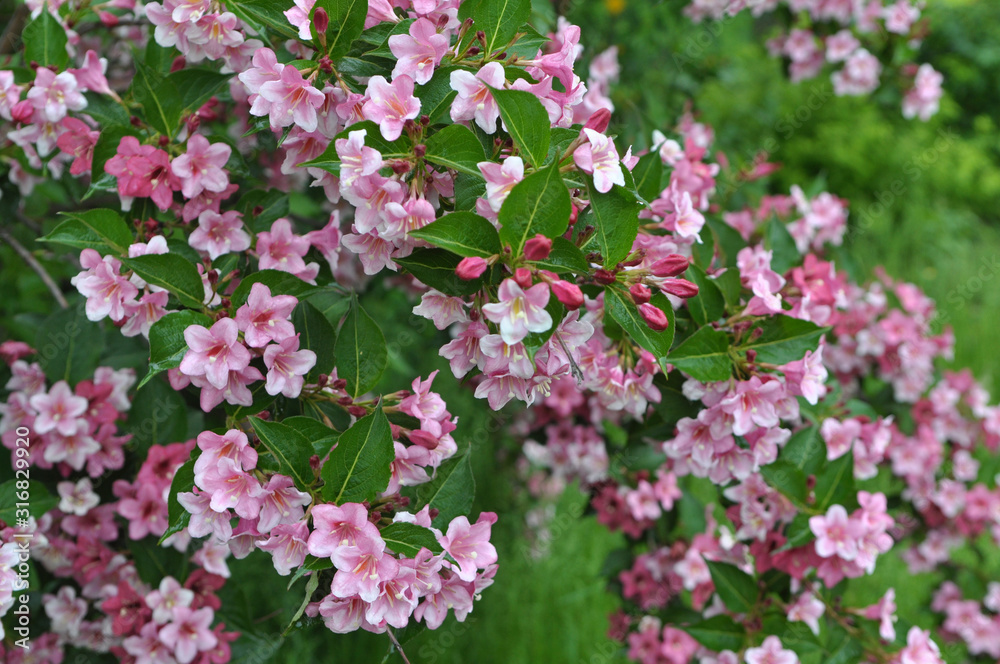 Weigela blooms in the garden. Weigela blooms in the garden.