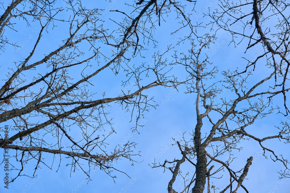 Branches of trees against a blue sky in springtime. Branches of trees against a blue sky in springtime.
