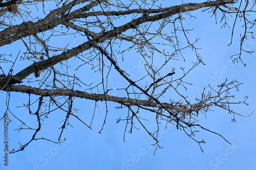 Branches of trees against a blue sky in springtime. 