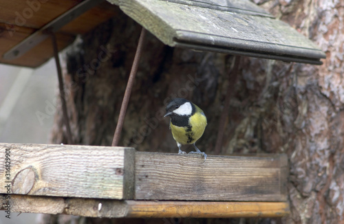  bird tit sitting in a bird feeder