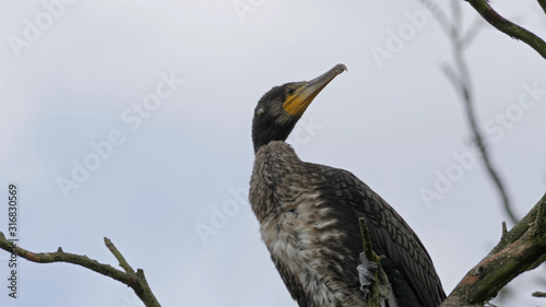Young cormorant on a branch. © zelwanka
