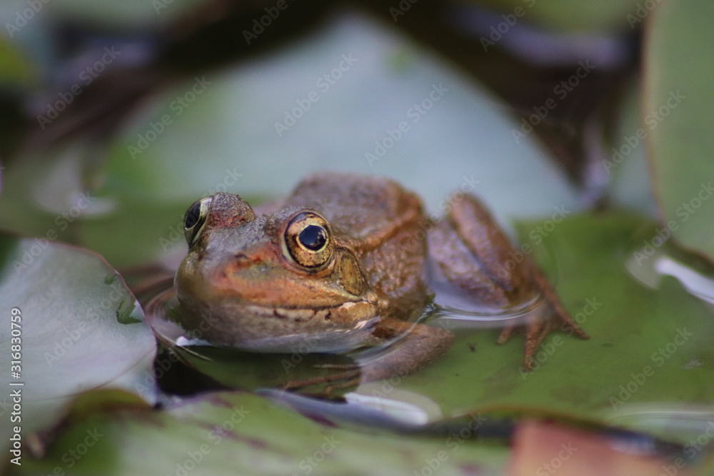 Obraz premium Frog staring at the camera