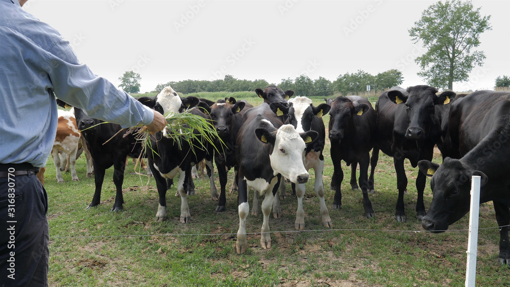 Man is offering grass to the group of cows.