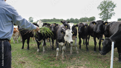 Man is offering grass to the group of cows.