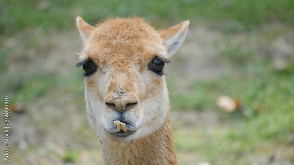 Fototapeta premium The vicuna portrait. Vicugna vicugna