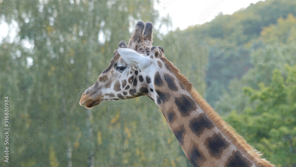 Obraz premium Rothschild's giraffe. Latin name: Giraffa camelopardalis rothschildi