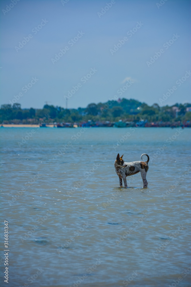 Thousands of Thai dogs are enjoying the sea on a beautiful beach on a sunny day. Thousands of Thai dogs are enjoying the sea on a beautiful beach on a sunny day.